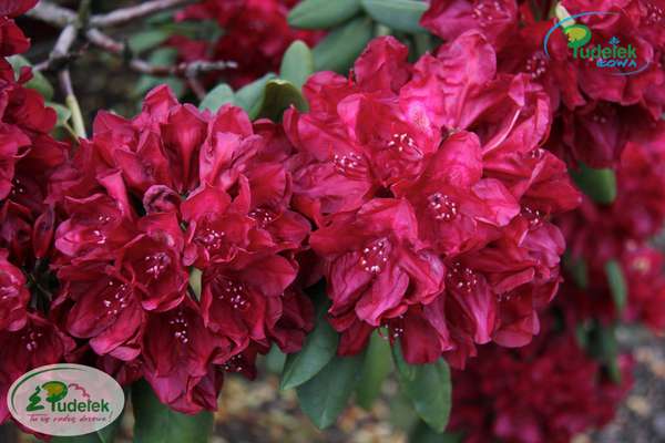 Rhododendron Francesca